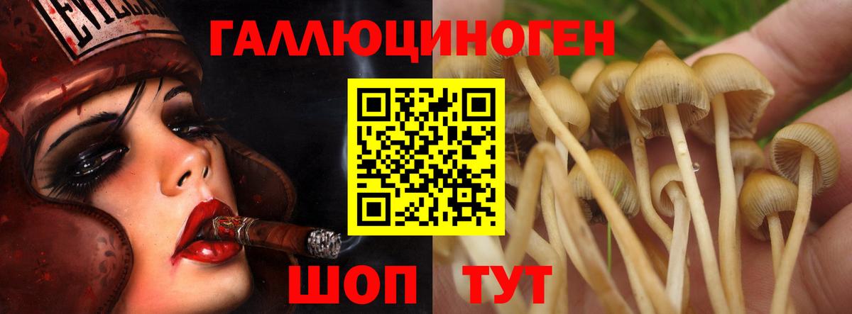 купить наркоту  Борзя  Псилоцибиновые грибы Psilocybe 